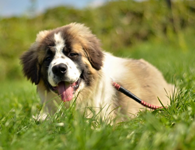 Собаки породы Московская сторожевая