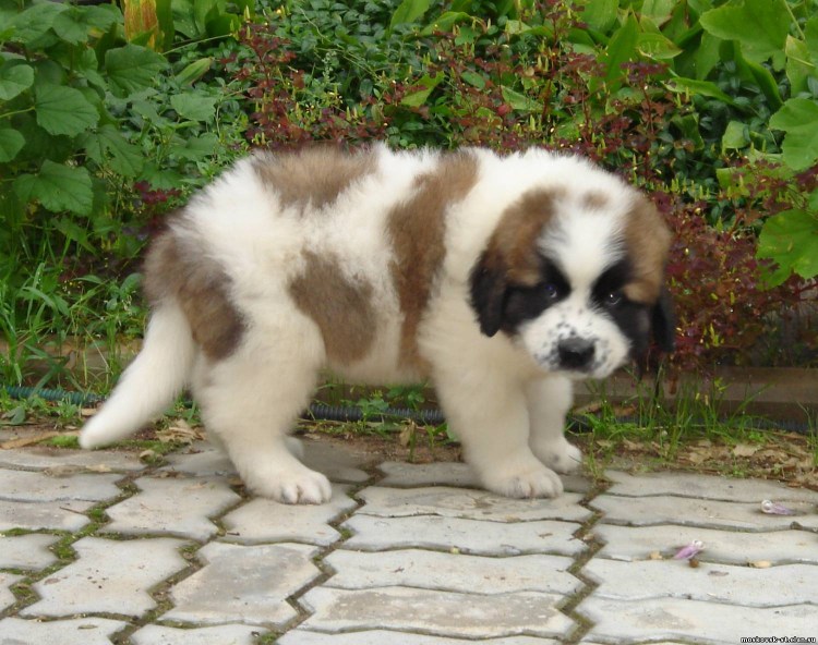 Сторожевые собаки в пределах 5.000 щенки