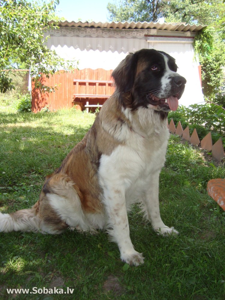 Сторожевая Московская сторожевая