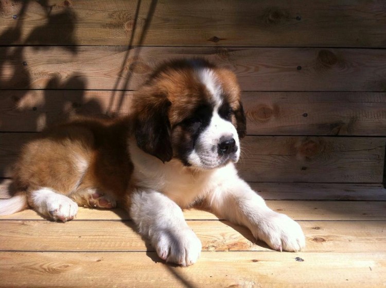 Московская сторожевая собака