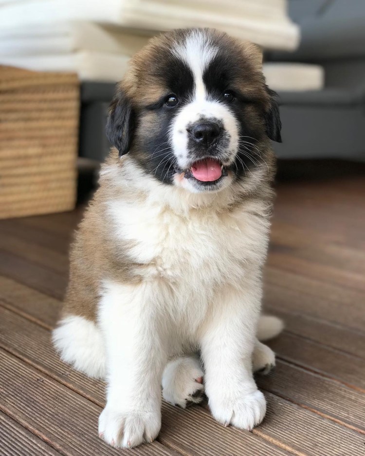 Порода Московская сторожевая