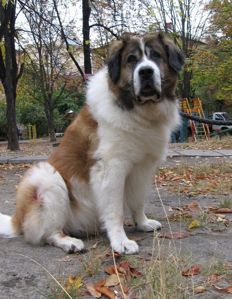 Московская сторожевая овчарка