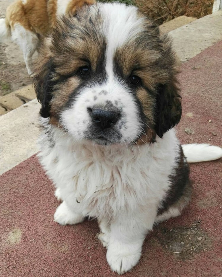 Московская сторожевая щенки