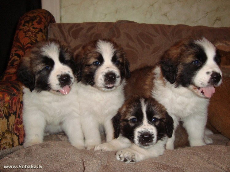 Кутята щенки породы Московской сторожевой породы