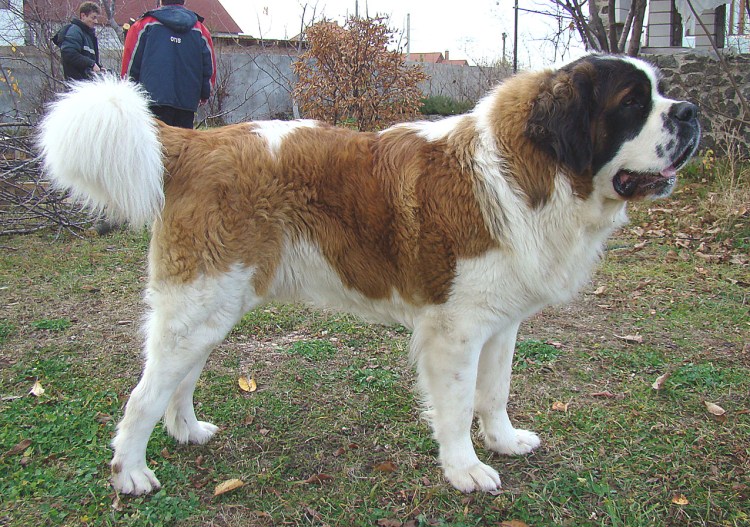 Московская сторожевая собака