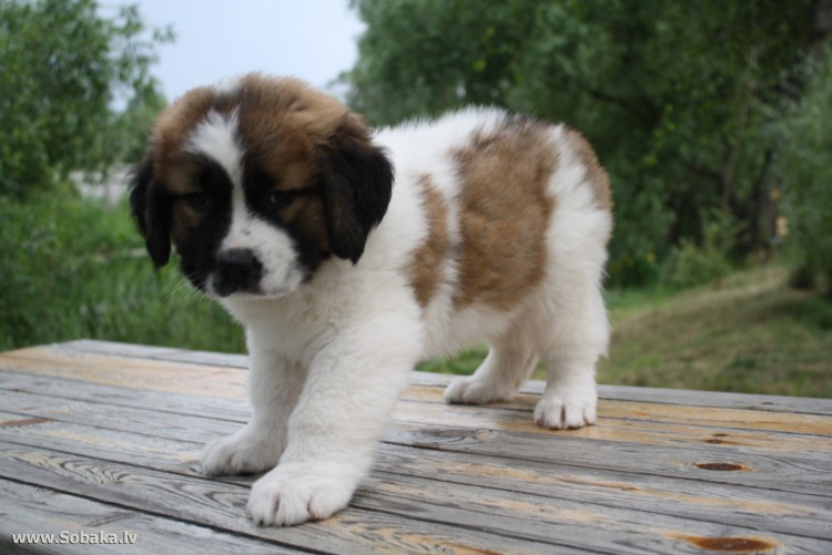 Московская сторожевая овчарка