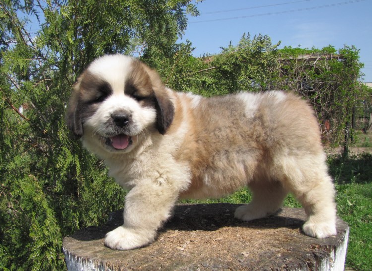 Московская сторожевая серая