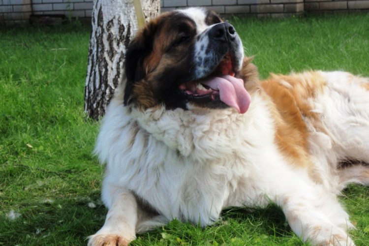 Собаки породы Московская сторожевая