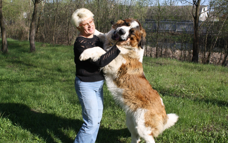 Московская сторожевая собака