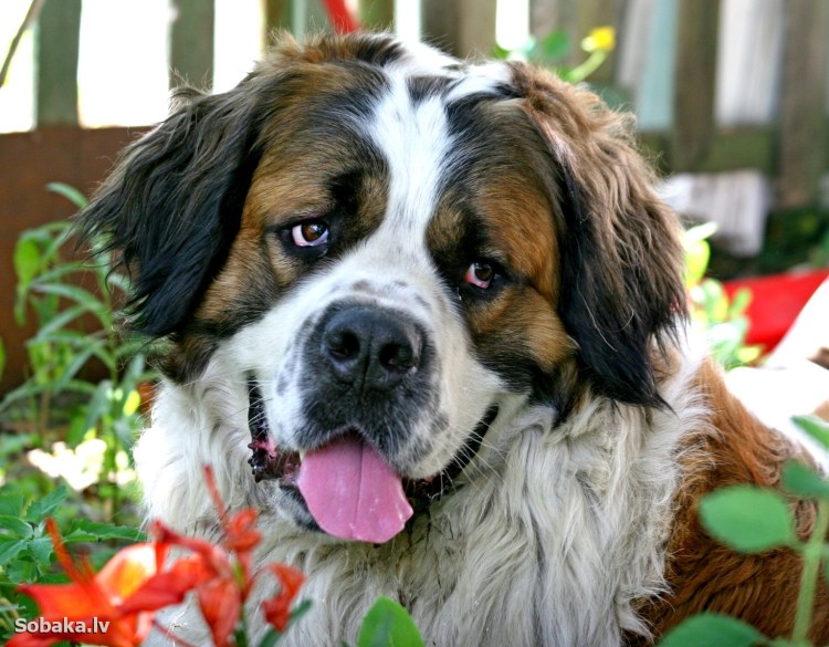 Московская овчарка