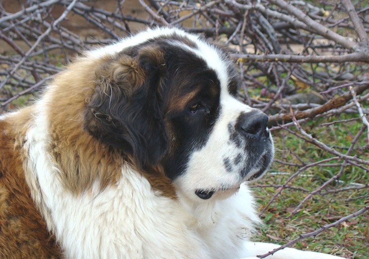 Московская сторожевая черная