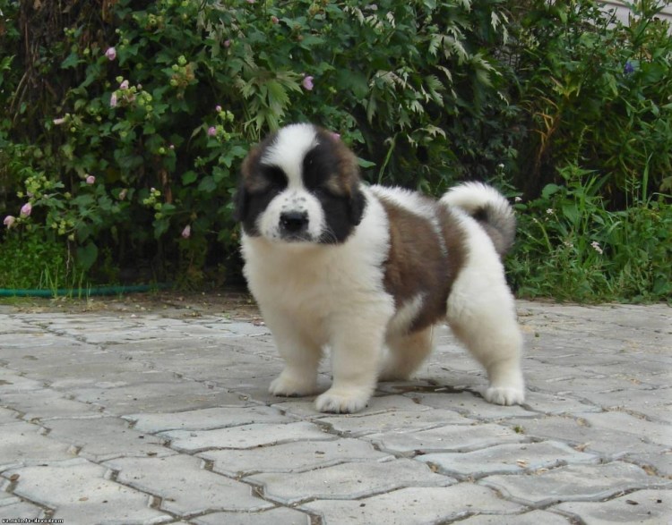 Собаки породы Московская сторожевая