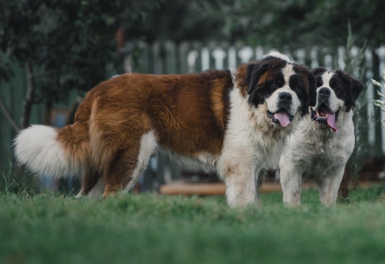 Московская сторожевая овчарка