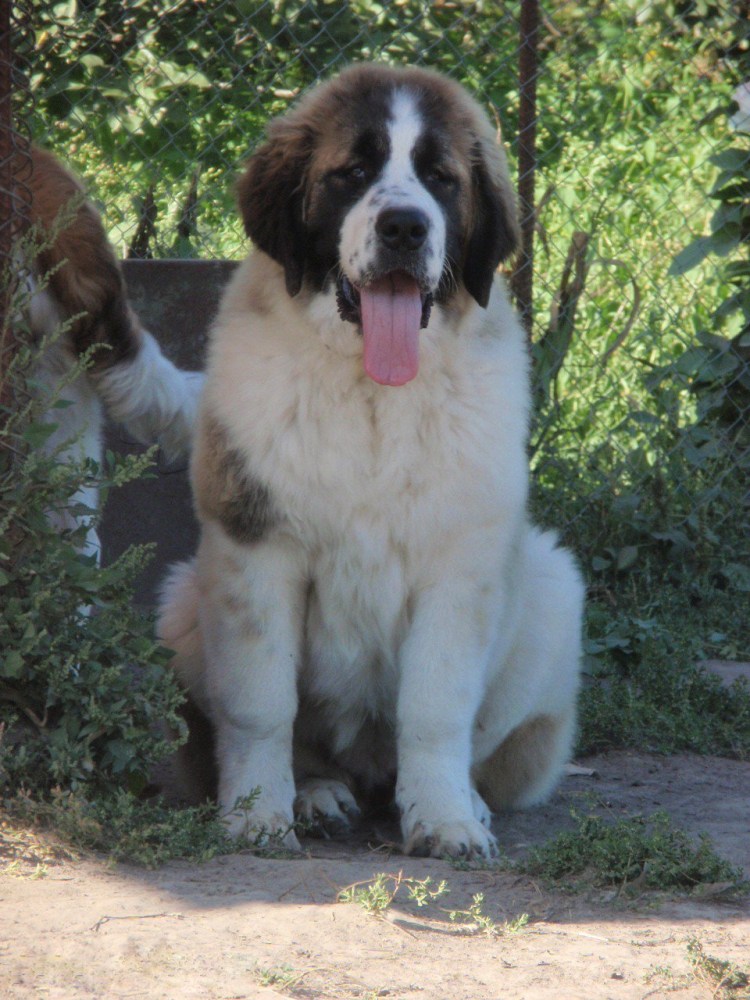 Московское стараживая