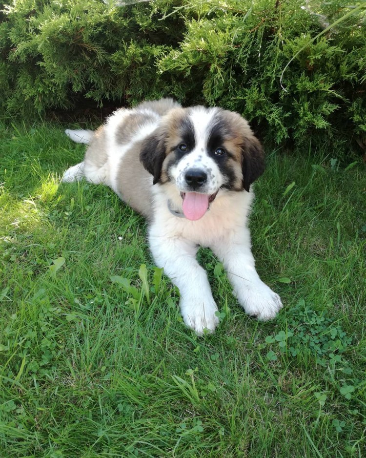 Московская сторожевая овчарка