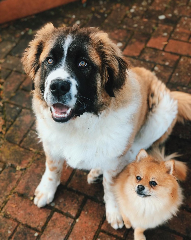 Собаки породы Московская сторожевая