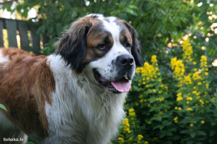 Московская сторожевая собака