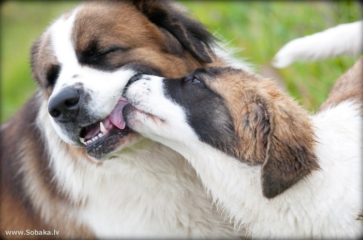 Московская сторожевая собака