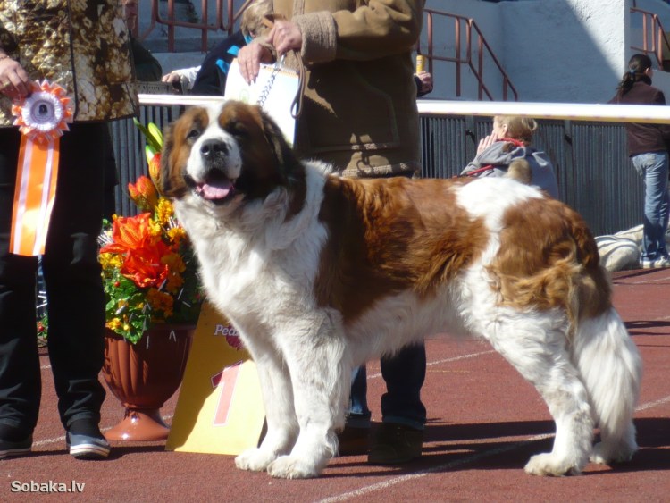 Московская сторожевая белая