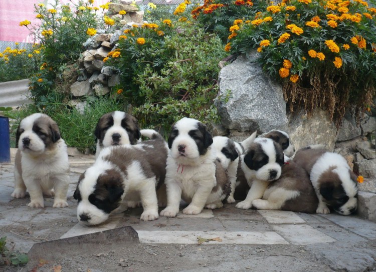 Питомник Золотофф град