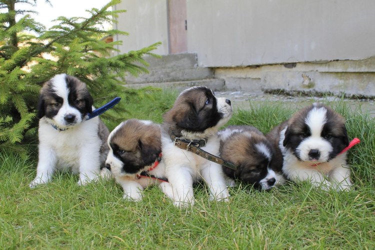 Московская сторожевая овчарка щенки