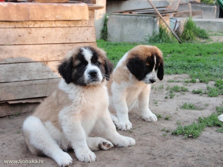 Московская сторожевая собака щенки