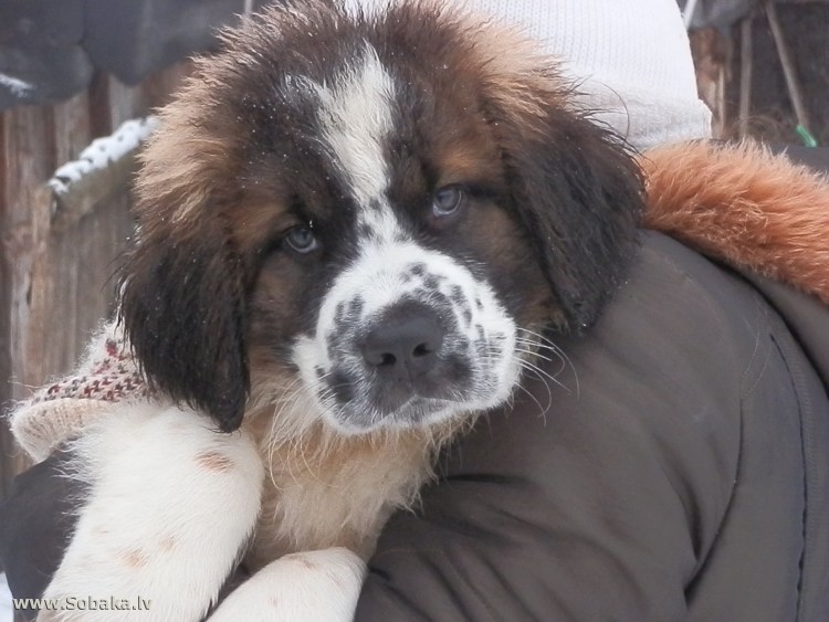 Московская сторожевая светло-коричневый