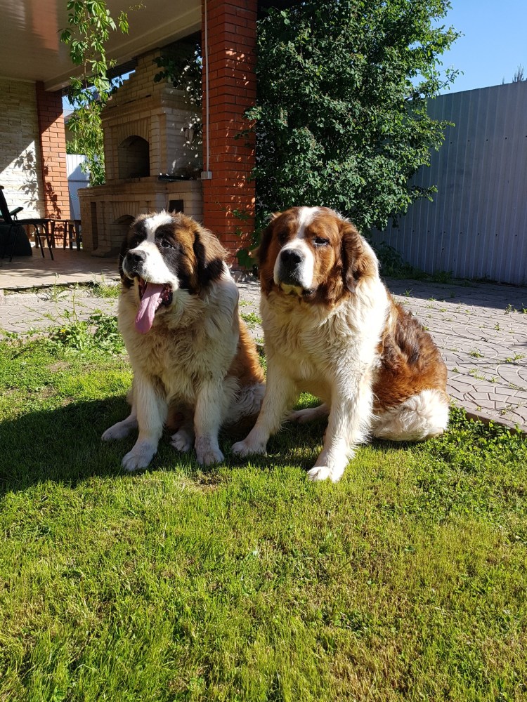 Сенбернар и Московская сторожевая