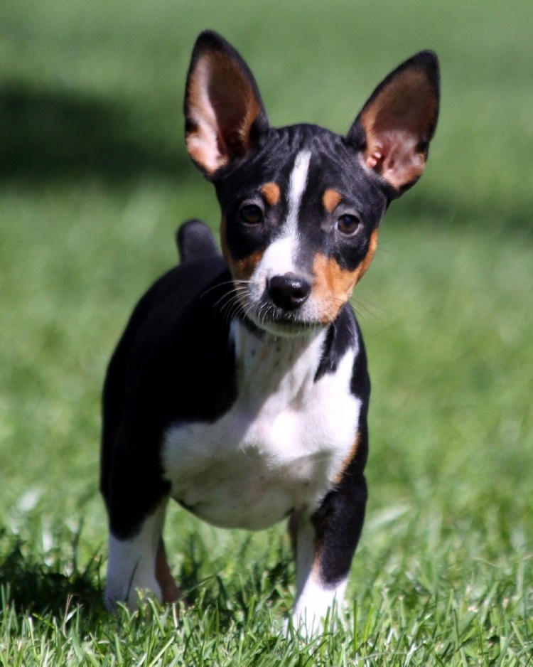 Андалузский ратонеро