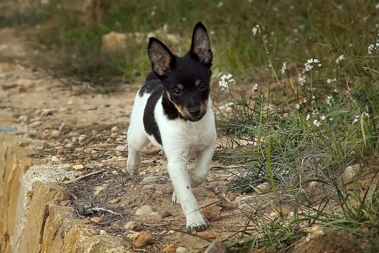 Рэт терьер щенки