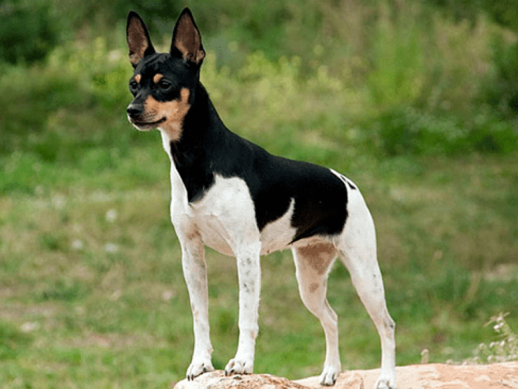 Терьер Крысолов