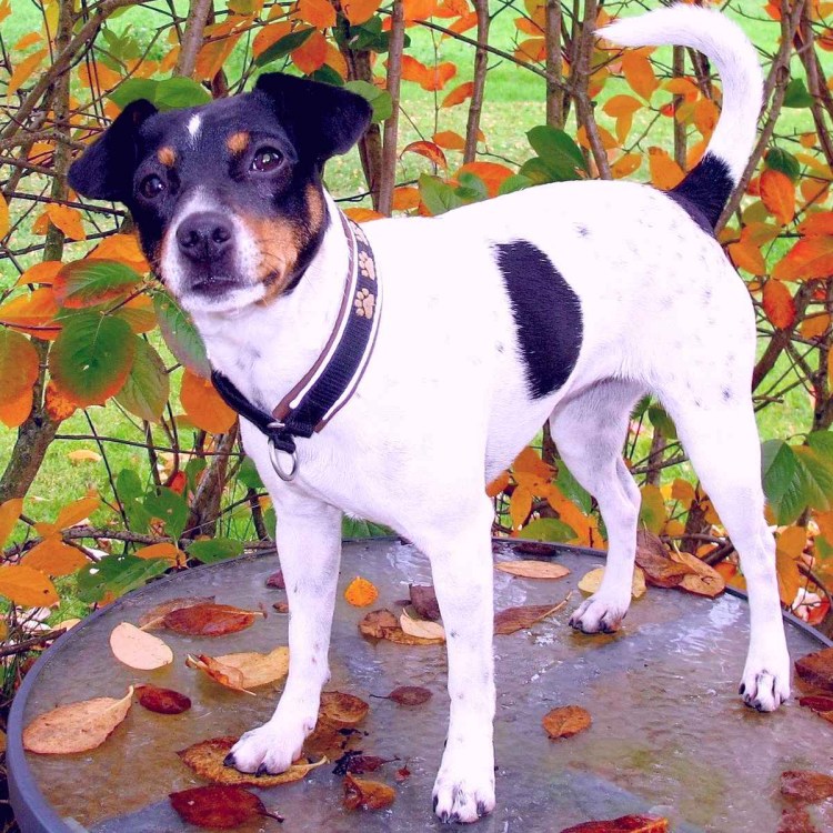 Андалузский трактирный Крысолов