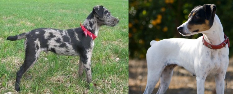 Андалузский трактирный Крысолов