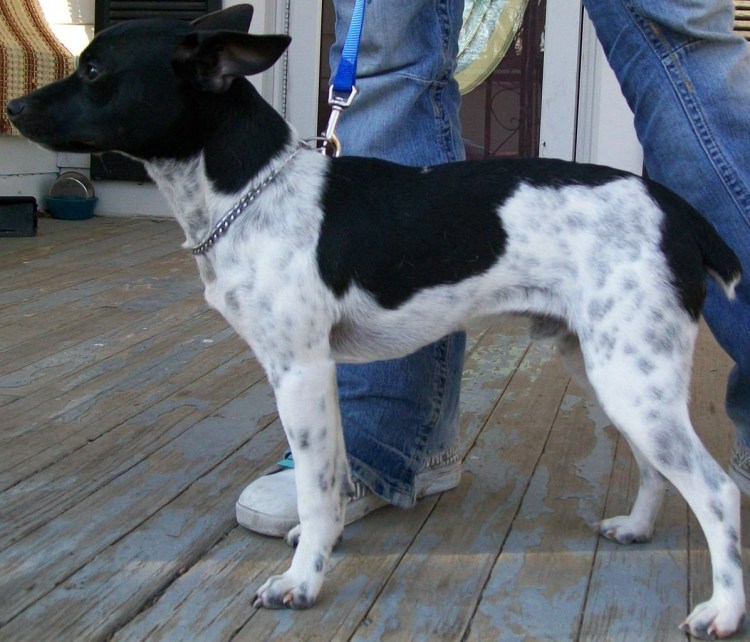 Андалузский трактирный Крысолов (ратонеро)