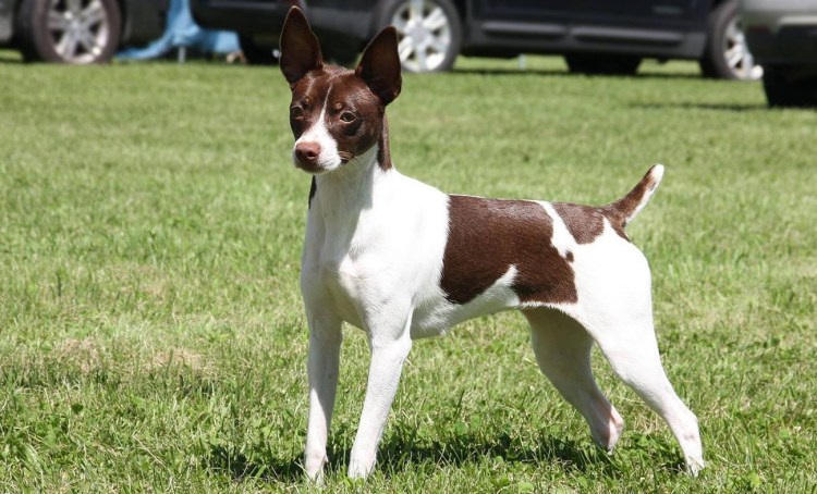 Рэт терьер щенки