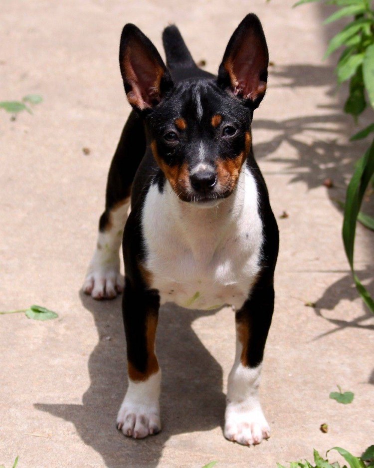 Пражский Крысолов