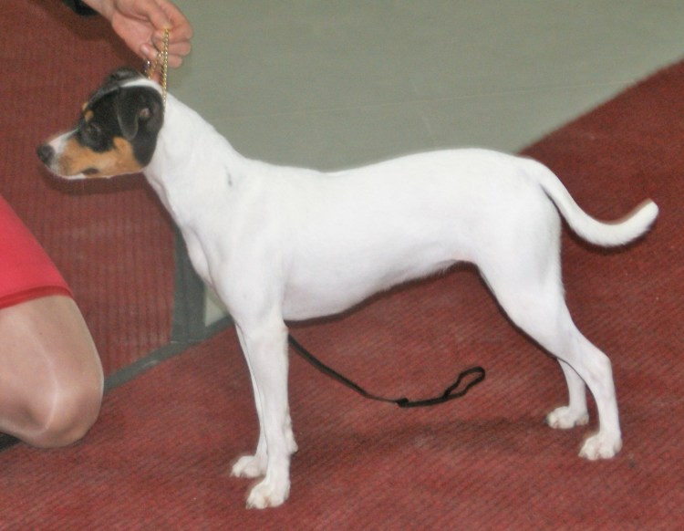 Рэт-терьер белый