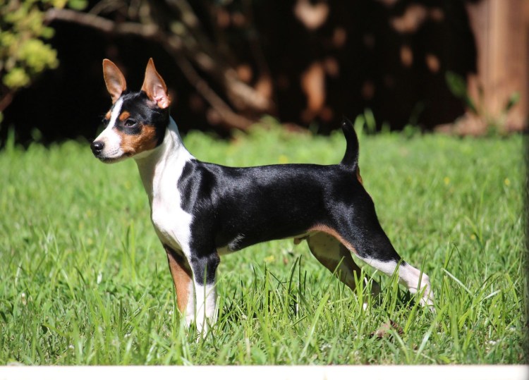 Пражский Крысолов