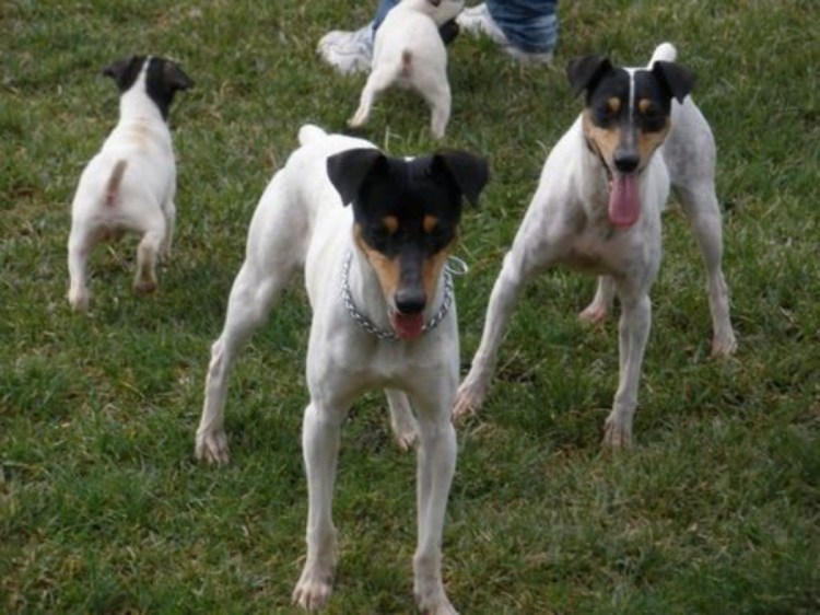 Андалузский ратонеро