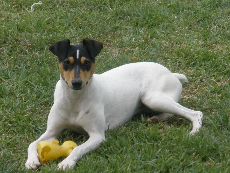 Spanish Bodeguero собака