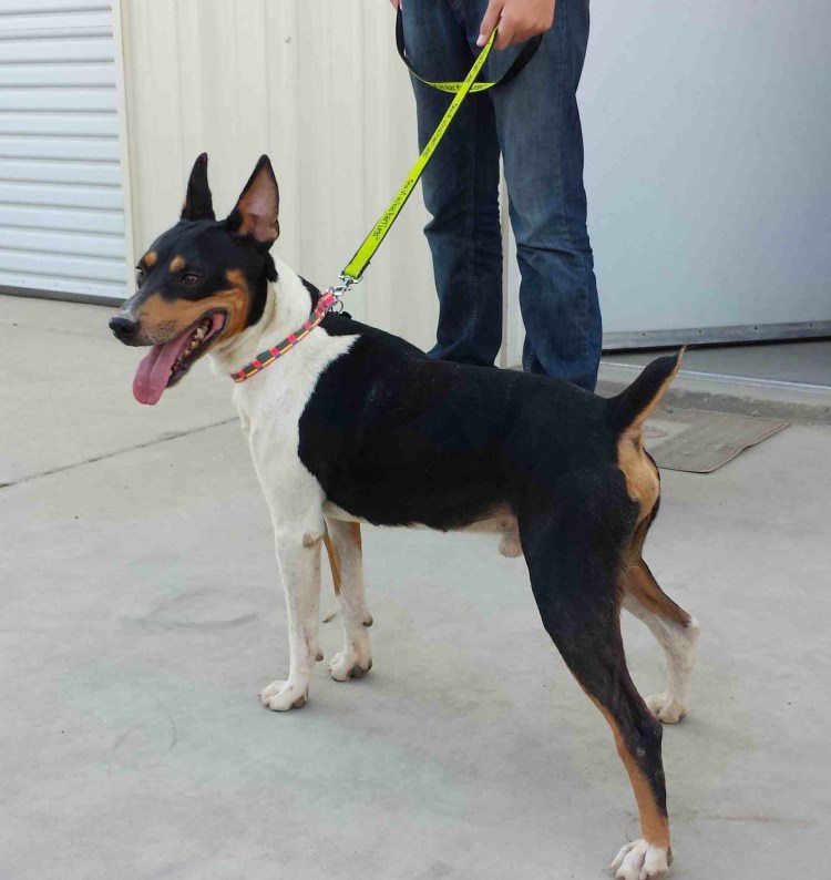 Испанский Крысолов