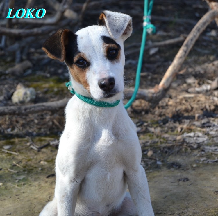 Ратонеро Бодегуеро Андалуз