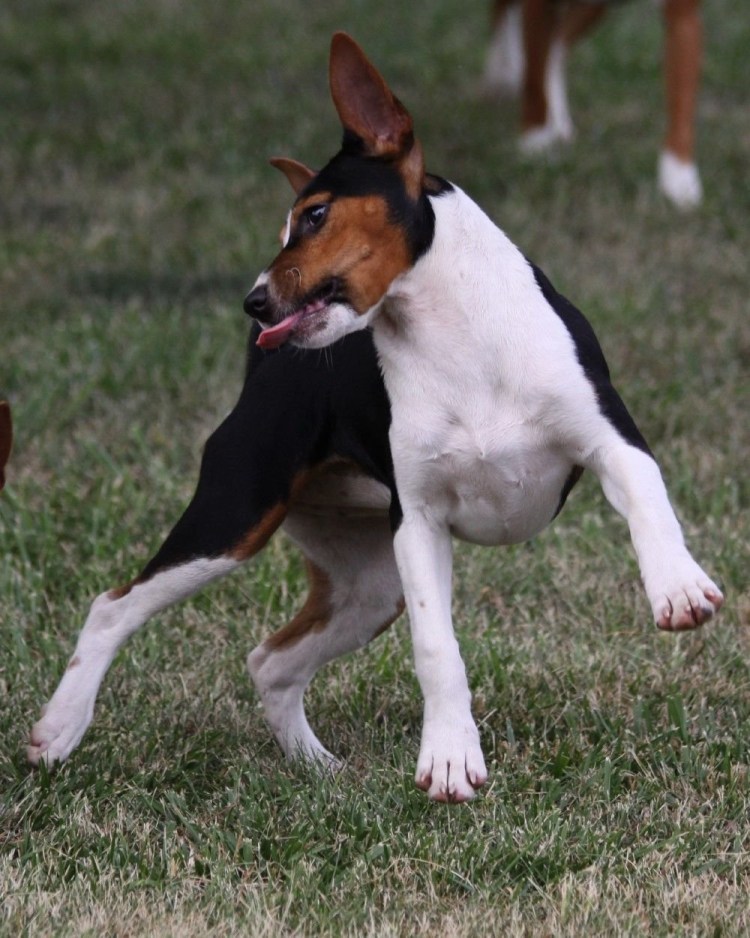 Рэт-терьер (американский крысиный терьер)