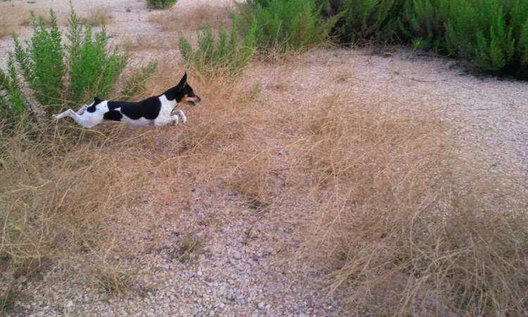 Порода Рэт терьер