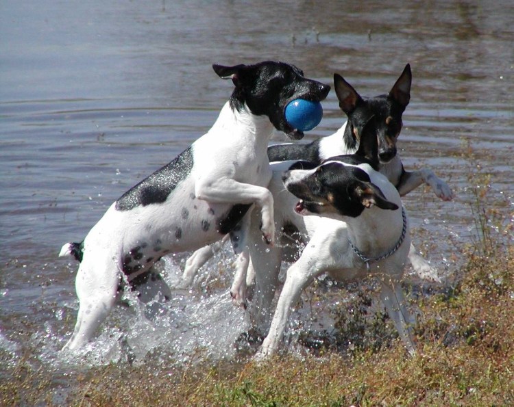Валенсийский Ратер