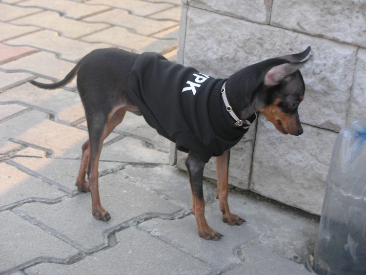 Американский Рэт терьер