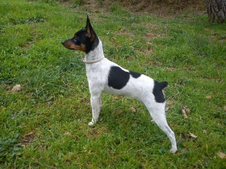 Валенский Ратер