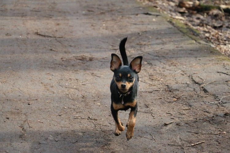 Бодекер ратонеро