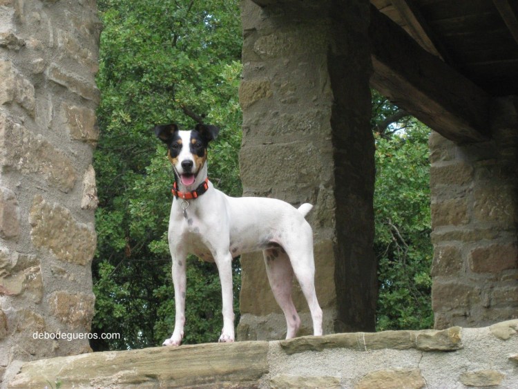 Манчестерский терьер щенки