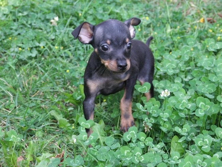 Андалузская гончая